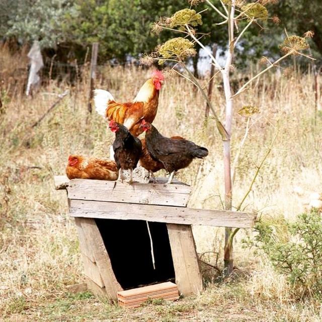 Oasi Muru Idda Budoni Εξωτερικό φωτογραφία
